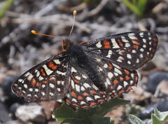Euphydryas editha mattooni