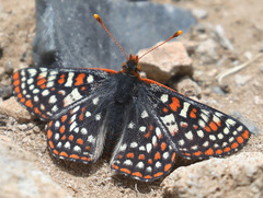 Euphydryas editha mattooni