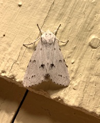 Acronicta vulpina