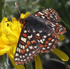 Euphydryas editha mattooni