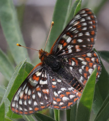 Euphydryas editha mattooni