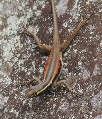 Tropidurus melanopleurus