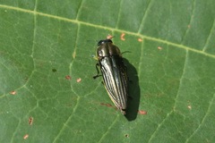 Pelecopselaphus