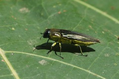 Pelecopselaphus