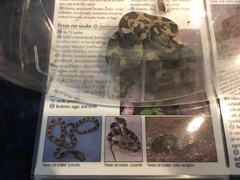 Pantherophis obsoletus