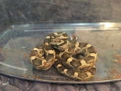 Pantherophis obsoletus
