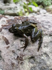 Lithobates psilonota
