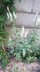 Veroniceae