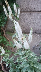 Veroniceae