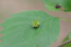 Dasineura crataegibedeguar