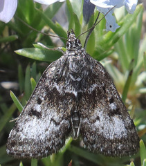 Loxostege anartalis
