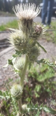 Cirsium eatonii