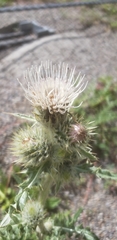 Cirsium eatonii