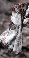 Platphalonidia campicolana