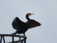 Phalacrocorax carbo hanedae