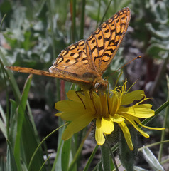 Speyeria callippe semivirida