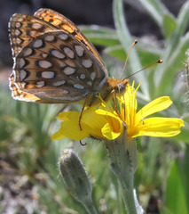 Speyeria callippe semivirida