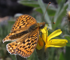 Speyeria callippe semivirida