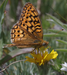 Speyeria callippe semivirida