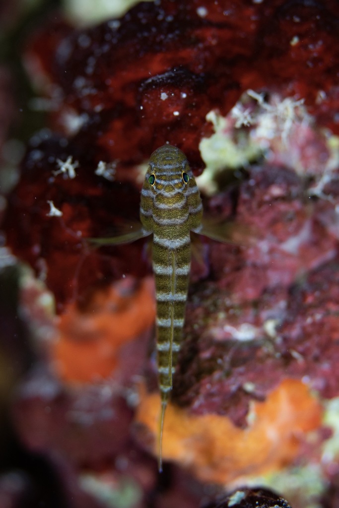 Scaly reef-goby (Priolepis squamogena) — Gobiidae