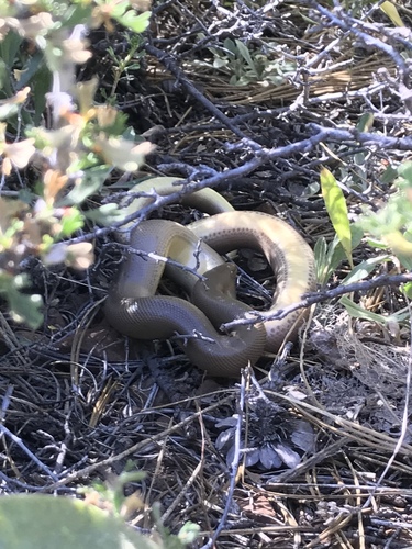 iNaturalist observation photo of Northern Rubber Boa