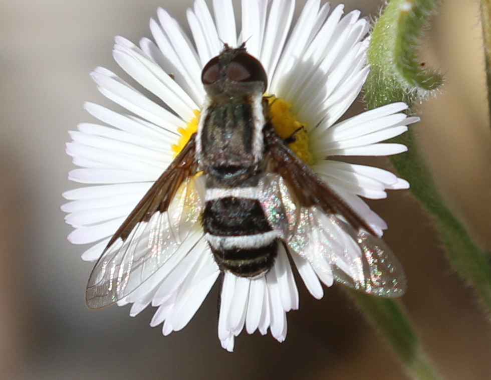 banded bee flies