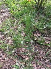 Polygala verticillata