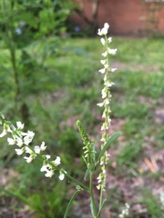 Polygala verticillata
