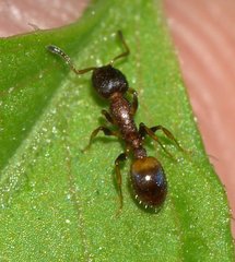 Temnothorax