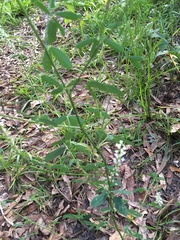 Polygala verticillata