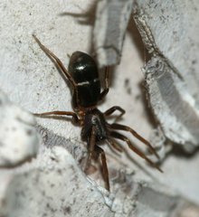 Micaria