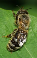 Apis mellifera