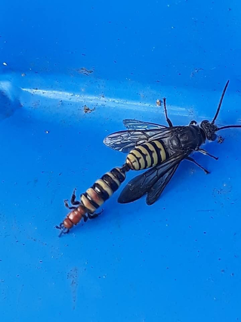 Vehemenothynnus seductor