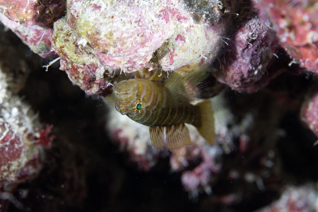 Scaledcheek Goby