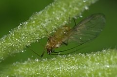 Aphididae