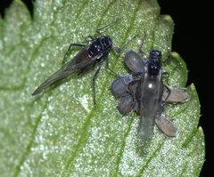 Aphididae