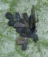 Aphididae
