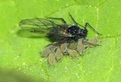 Aphididae