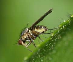 Agromyzidae
