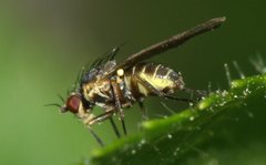 Agromyzidae