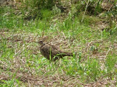 Phasianus versicolor