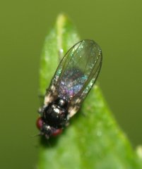 Agromyzidae