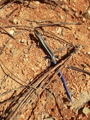 Plestiodon ochoterenae