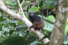 Saguinus weddelli weddelli