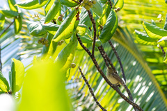Acrocephalus kerearako