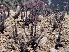 Monardella australis cinerea