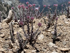 Monardella australis cinerea