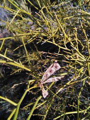 Prosopidastrum dehiscens