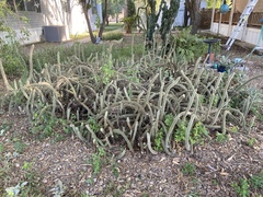 Cleistocactus