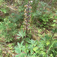 Lupinus oreganus
